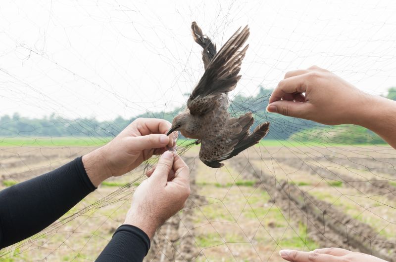 Bird Removal