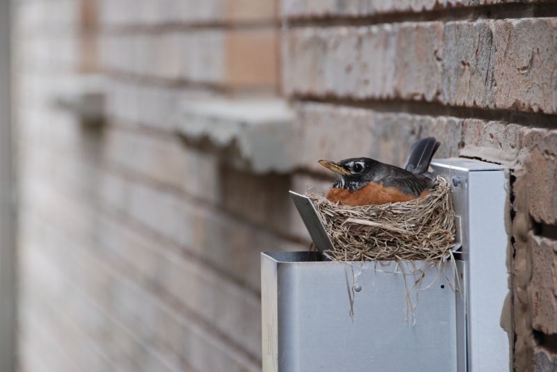 Bird Nests In Vents And Eaves: Why Safe Removal And Prevention Are Important
