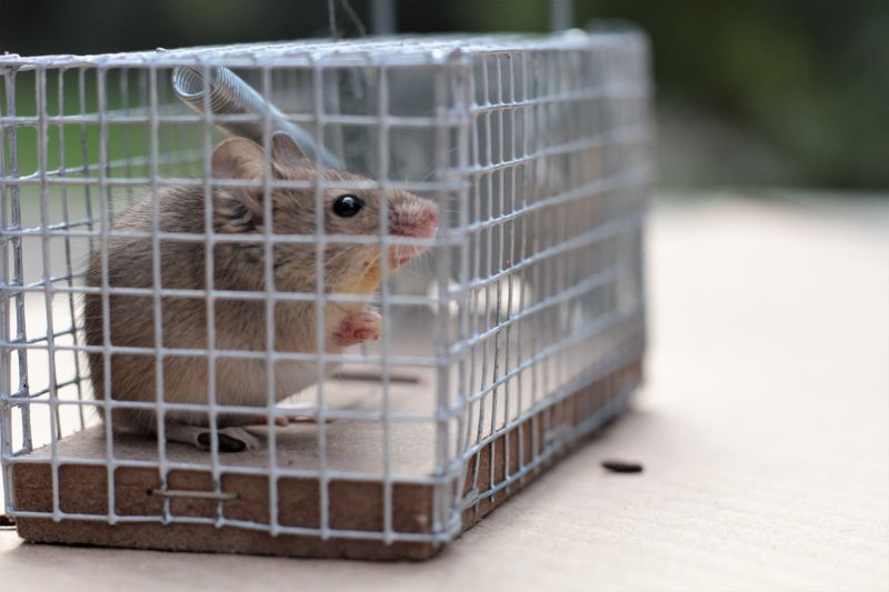 Humane Bird Traps