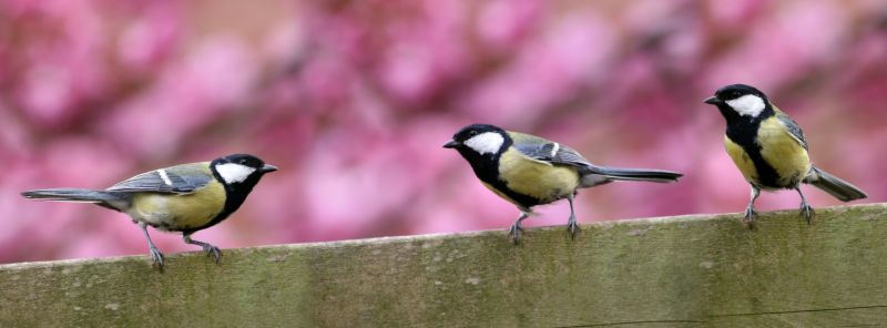 Completed Bird Removal Projects