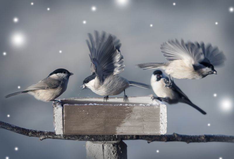 Bird Removal Equipment