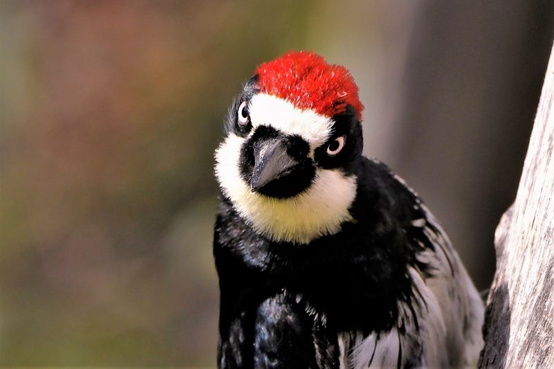 Cost of Bird Removal — Cost of Bird Removal