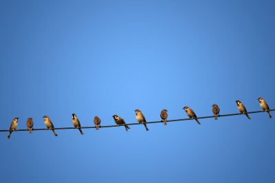 Cost of Bird Removal — Cost of Bird Removal