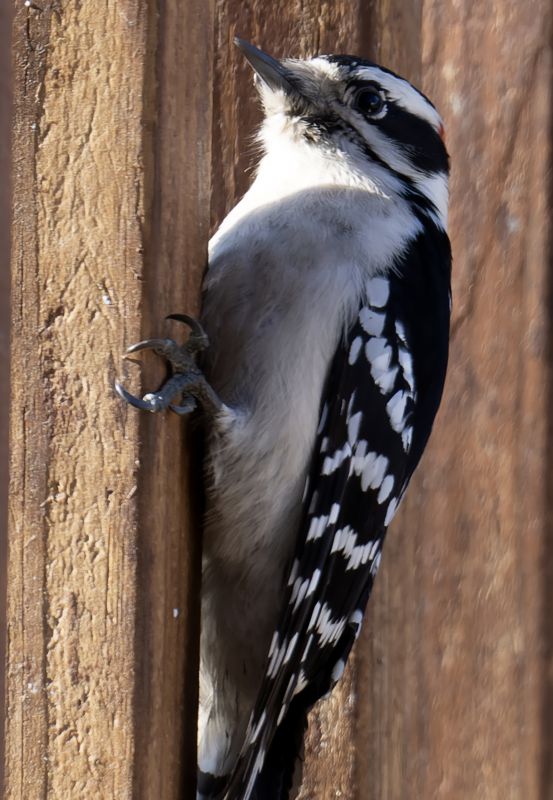 Cost of Bird Removal — Cost of Bird Removal