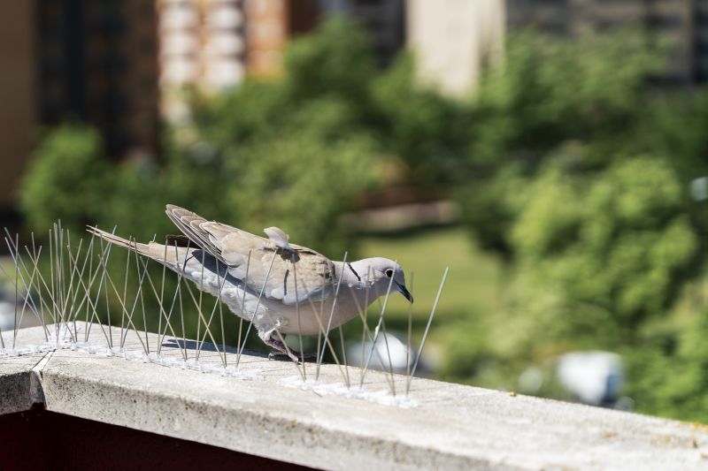 Cost of Bird Removal — Cost of Bird Removal