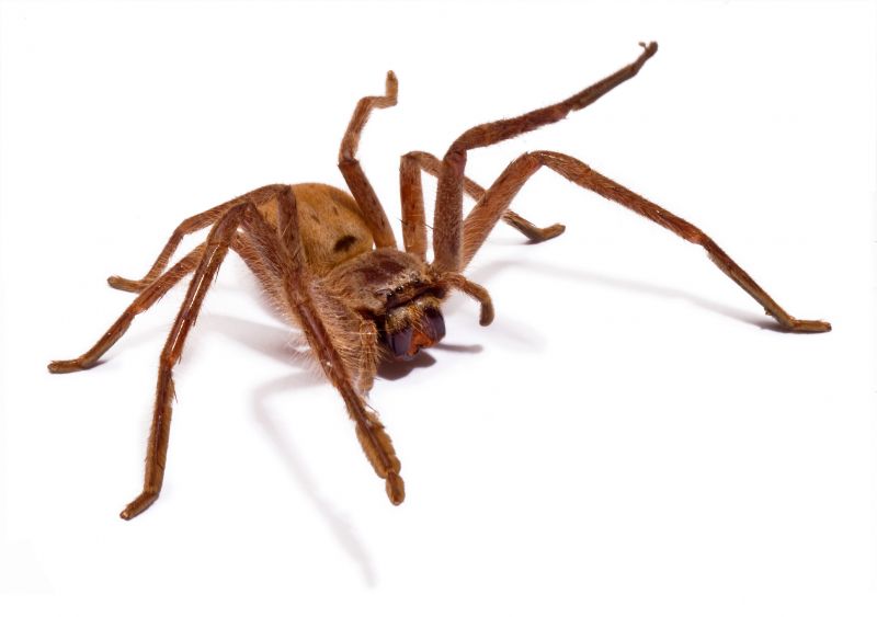 Hobo Spider Extermination in Katy, TX
