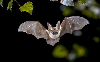 Signs Your Property Needs Bird Or Bat Pest Control Services