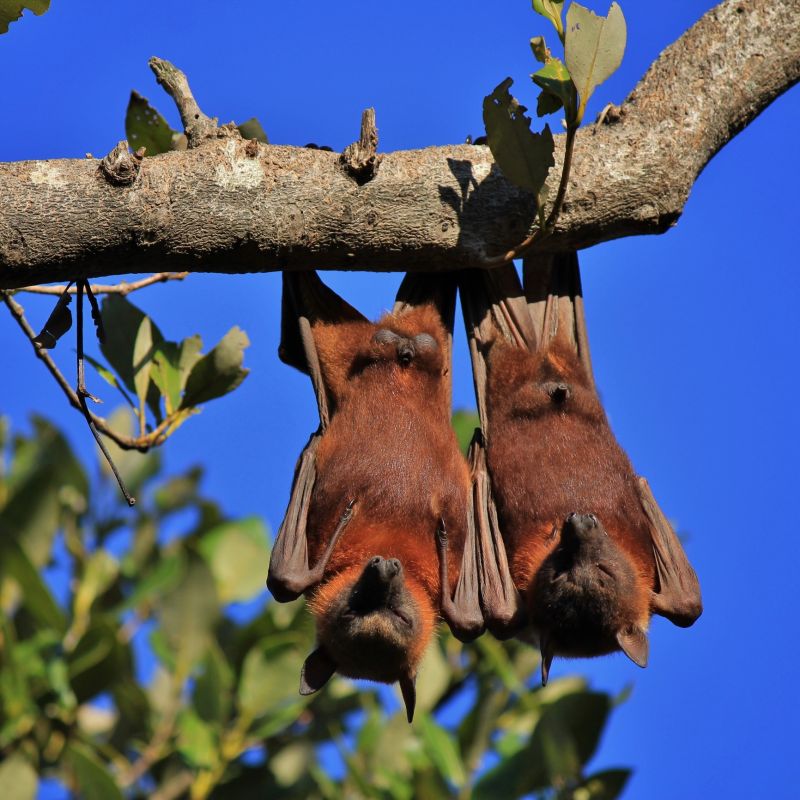 Signs Your Property Needs Bird Or Bat Pest Control Services