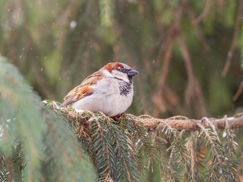 Spring Nesting Season